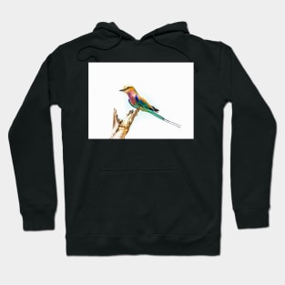 Beautiful Lilac Breasted Roller Hoodie